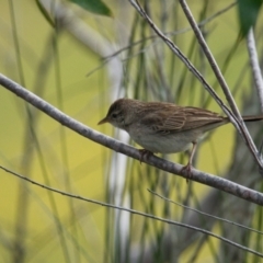 Cincloramphus mathewsi (Rufous Songlark) at Brunswick Heads, NSW - 18 Oct 2023 by macmad