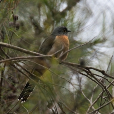 Cacomantis flabelliformis (Fan-tailed Cuckoo) at Brunswick Heads, NSW - 18 Oct 2023 by macmad