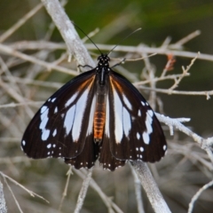 Unidentified Butterfly (Lepidoptera, Rhopalocera) at Brunswick Heads, NSW - 18 Oct 2023 by macmad
