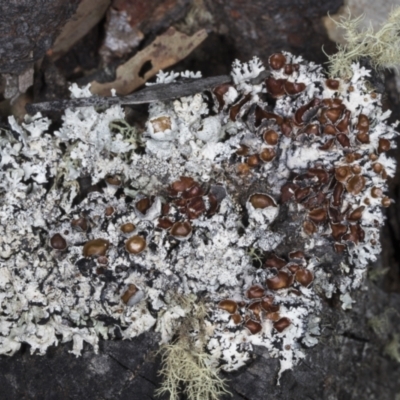 Flavoparmelia rutidota at Chakola, NSW - 15 Oct 2023 by AlisonMilton