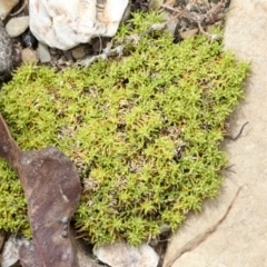 Unidentified Moss, Liverwort or Hornwort at Chakola, NSW - 15 Oct 2023 by AlisonMilton