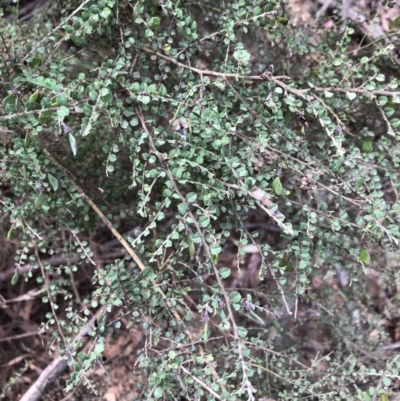 Bossiaea oligosperma (Few-seeded Bossiaea) at Windellama, NSW - 18 Oct 2023 by Handke6