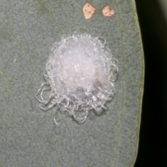 Glycaspis sp. (genus) (Unidentified sugary lerp) at Scullin, ACT - 14 Feb 2023 by AlisonMilton
