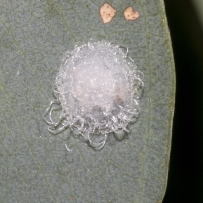 Glycaspis sp. (genus) (Unidentified sugary lerp) at Scullin, ACT - 14 Feb 2023 by AlisonMilton