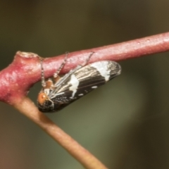 Eurymeloides pulchra (Gumtree hopper) at Scullin, ACT - 14 Feb 2023 by AlisonMilton