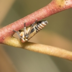 Eurymeloides pulchra at Scullin, ACT - 14 Feb 2023 09:28 AM