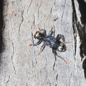 Stigmatium victoriae at Yaouk, NSW - suppressed