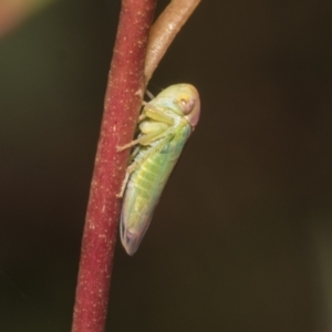 Rosopaella lopada at Scullin, ACT - 14 Feb 2023