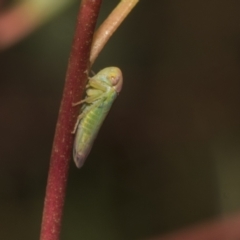 Rosopaella lopada at Scullin, ACT - 14 Feb 2023