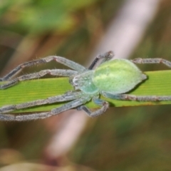 Sparassidae (family) at Rendezvous Creek, ACT - 18 Oct 2023