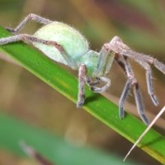 Sparassidae (family) at Rendezvous Creek, ACT - 18 Oct 2023