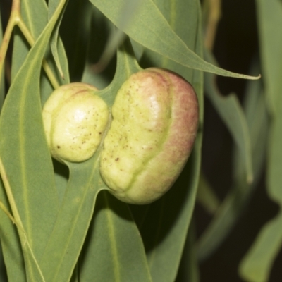 Eucalyptus insect gall at Scullin, ACT - 14 Feb 2023 by AlisonMilton