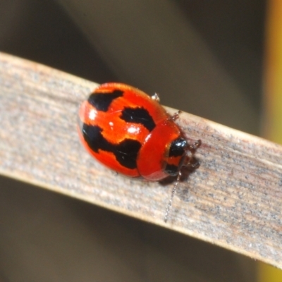 Peltoschema festiva (Leaf Beetle) at Rendezvous Creek, ACT - 17 Oct 2023 by Harrisi