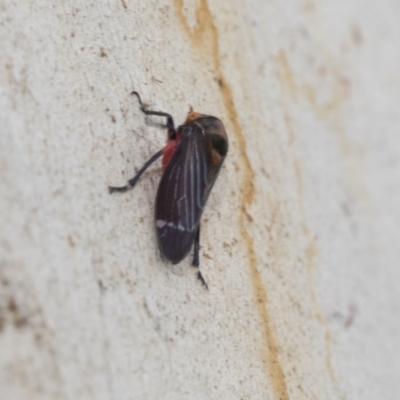 Eurymeloides lineata (Lined gumtree hopper) at Scullin, ACT - 14 Feb 2023 by AlisonMilton