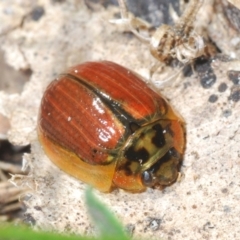 Paropsisterna agricola (Eucalyptus leaf beetle) at Yaouk, NSW - 18 Oct 2023 by Harrisi