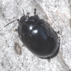 Paropsisterna angustipes (A leaf beetle) at Yaouk, NSW - 18 Oct 2023 by Harrisi