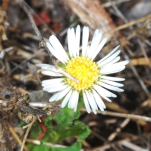 Calotis cuneifolia at Berridale, NSW - suppressed