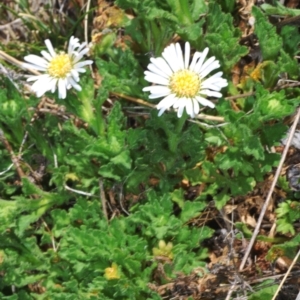 Calotis cuneifolia at Berridale, NSW - suppressed