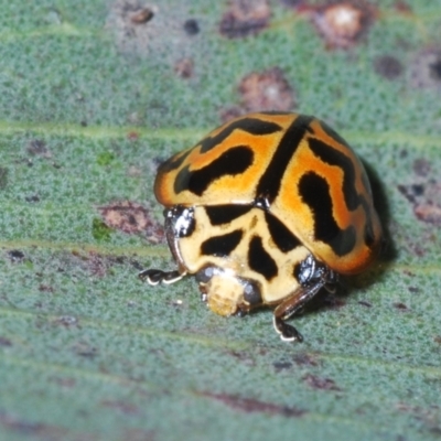 Cleobora mellyi (Southern Ladybird) at Yaouk, NSW - 18 Oct 2023 by Harrisi