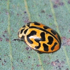 Cleobora mellyi at Yaouk, NSW - suppressed