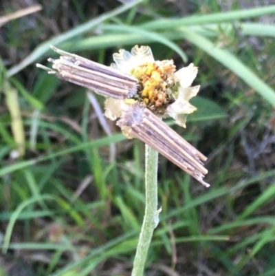 Clania lewinii (Lewin's case moth) at Burra Creek, NSW - 18 Oct 2023 by SuePolsen