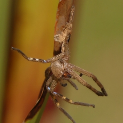 Neosparassus calligaster (Beautiful Badge Huntsman) at Braemar, NSW - 13 Oct 2023 by Curiosity