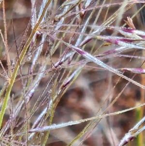 Austrostipa sp. at Stromlo, ACT - suppressed