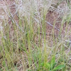 Austrostipa sp. at Stromlo, ACT - suppressed