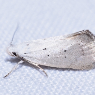 Thalerotricha mylicella (A concealer moth) at Jerrabomberra, NSW - 19 Oct 2023 by DianneClarke