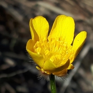 Ranunculus lappaceus at Yaouk, NSW - 18 Oct 2023