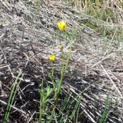 Ranunculus lappaceus at Yaouk, NSW - 18 Oct 2023