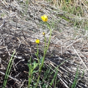 Ranunculus lappaceus at Yaouk, NSW - 18 Oct 2023