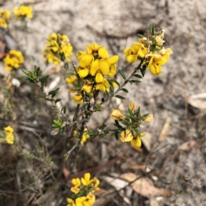 Aotus ericoides at Windellama, NSW - 18 Oct 2023