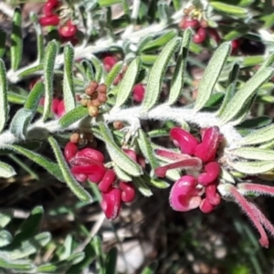 Grevillea lanigera at Yaouk, NSW - suppressed