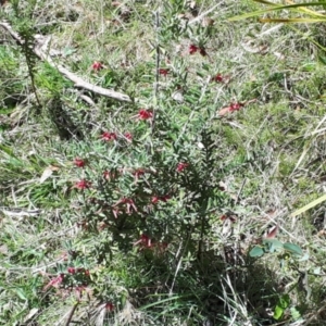 Grevillea lanigera at Yaouk, NSW - suppressed