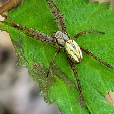 Plebs bradleyi (Enamelled spider) at Lyneham, ACT - 20 Oct 2023 by trevorpreston