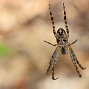 Araneus eburnus at Lyneham, ACT - 20 Oct 2023