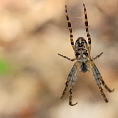 Araneus eburnus (Bush orb weaver) at Lyneham, ACT - 19 Oct 2023 by trevorpreston