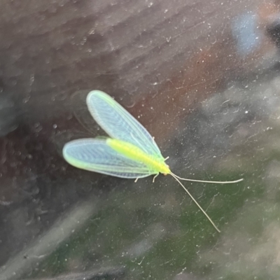 Mallada traviatus (Goldeneye Lacewing) at Watson, ACT - 19 Oct 2023 by simonstratford