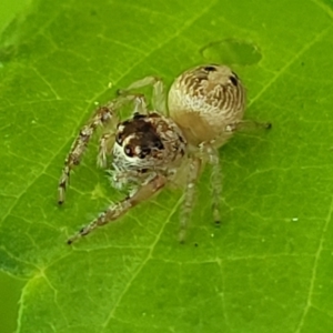 Opisthoncus sexmaculatus at Lyneham, ACT - 20 Oct 2023