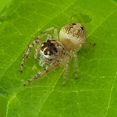 Opisthoncus sexmaculatus (Six-marked jumping spider) at Lyneham, ACT - 19 Oct 2023 by trevorpreston