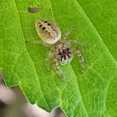 Opisthoncus sexmaculatus at Lyneham, ACT - 20 Oct 2023 08:33 AM