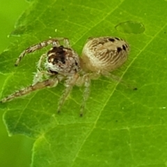 Opisthoncus sexmaculatus at Lyneham, ACT - 20 Oct 2023 08:33 AM