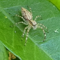 Helpis minitabunda (Threatening jumping spider) at Lyneham, ACT - 19 Oct 2023 by trevorpreston