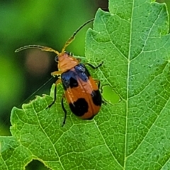 Aulacophora hilaris (Pumpkin Beetle) at Lyneham, ACT - 20 Oct 2023 by trevorpreston