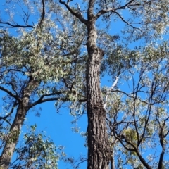 Eucalyptus paniculata (Grey Ironbark) at Akolele, NSW - 19 Oct 2023 by Steve818