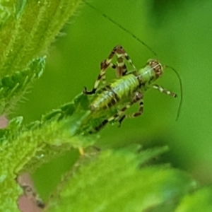 Caedicia simplex at Lyneham, ACT - 20 Oct 2023 08:22 AM