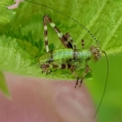 Caedicia simplex at Lyneham, ACT - 20 Oct 2023 08:22 AM
