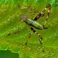 Caedicia simplex at Lyneham, ACT - 20 Oct 2023 08:22 AM