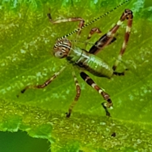 Caedicia simplex at Lyneham, ACT - 20 Oct 2023 08:22 AM
